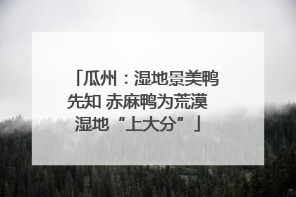 瓜州：湿地景美鸭先知 赤麻鸭为荒漠湿地“上大分”